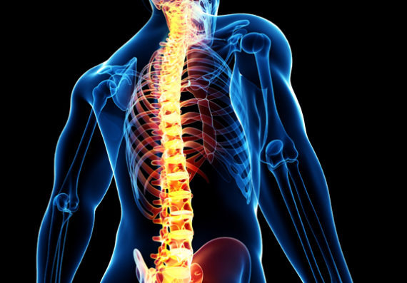 Male spine anatomy